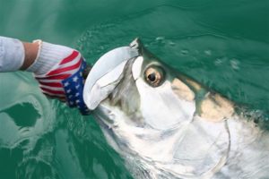 Boca Grande tarpon 